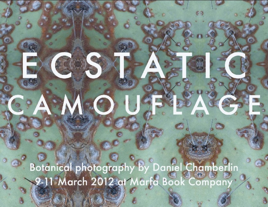 Ecstatic Camo Postcard-low